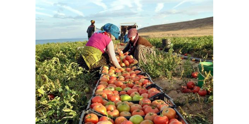 TÜİK Verileri Açıkladı: Aracılar Fiyatları Şişiriyor mu?