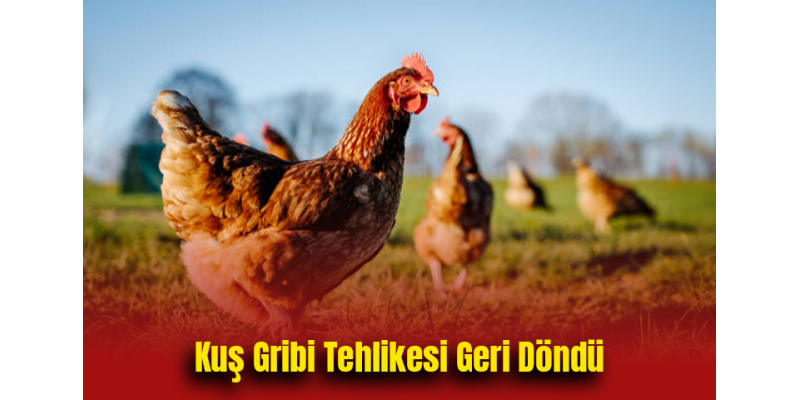 Kuş Gribi Tehlikesi Geri Döndü