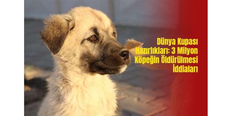 Dünya Kupası Hazırlıkları: 3 Milyon Köpeğin Öldürülmesi İddiaları