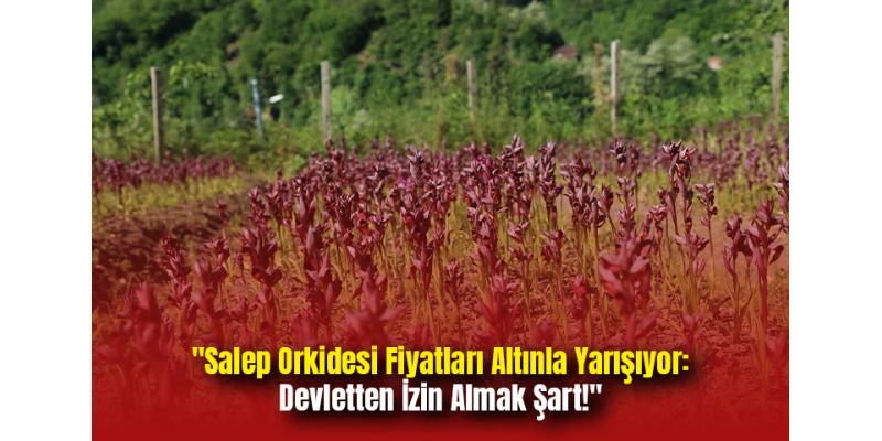 "Salep Orkidesi Fiyatları Altınla Yarışıyor: Devletten İzin Almak Şart!"