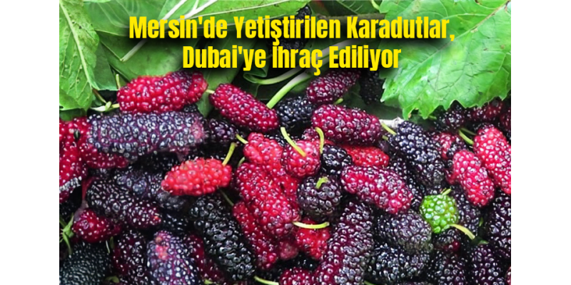 Mersin'de Yetiştirilen Karadutlar, Dubai'ye İhraç Ediliyor