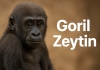 Yavru goril Zeytin’in Türkiye’den ayrılması engellendi: DNA testi menşe ülkesini ortaya çıkardı